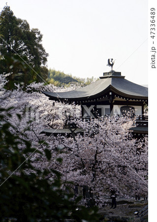 勸修寺 観音堂 桜 京都 山科区 蓮池 勸修寺 観音堂 桜 京都 山科区 蓮池 47336489