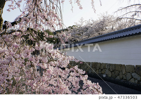勸修寺　観音堂　　桜　京都　山科区　蓮池 47336503