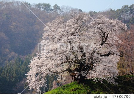 桜 47336706