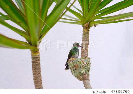 Female Glittering-Bellied Emerald hummingbird, Chlorostilbon Lucidus, sitting on her nest, Brazil 47336760