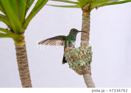 Female Glittering-Bellied Emerald hummingbird, Chlorostilbon Lucidus, flying back to her nest Female Glittering-Bellied Emerald hummingbird, Chlorostilbon Lucidus, flying back to her nest 47336762