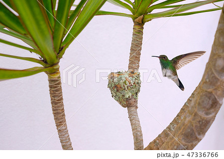 Female Glittering-Bellied Emerald hummingbird, Chlorostilbon Lucidus, flying back to her nest Female Glittering-Bellied Emerald hummingbird, Chlorostilbon Lucidus, flying back to her nest 47336766
