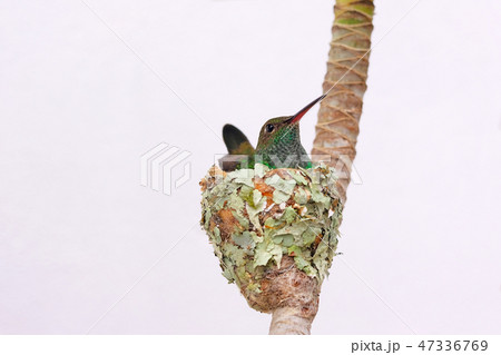 Female Glittering-Bellied Emerald hummingbird, Chlorostilbon Lucidus, sitting in her nest and 47336769