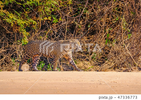 Jaguar, Panthera Onca, Female, Cuiaba River, Porto Jofre, Pantanal Matogrossense, Mato Grosso do Sul 47336773