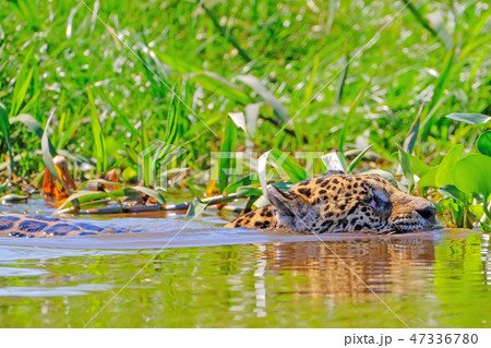 Jaguar, Panthera Onca, Female, swims across Cuiaba River, Porto Jofre, Pantanal Matogrossense 47336780