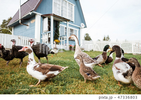 A lot of poultry on a green lawn near the village house. 47336803