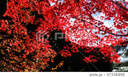 飛騨高山の紅葉 飛騨高山の紅葉 47336806