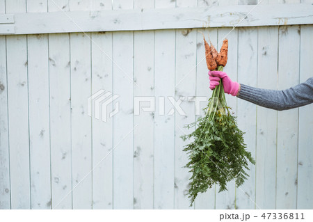 Three carrots in a female hand against the background of a white fence. Three carrots in a female hand against the background of a white fence. 47336811