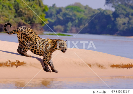 Jaguar, Panthera Onca, Female, Cuiaba River, Porto Jofre, Pantanal Matogrossense, Mato Grosso do Sul 47336817