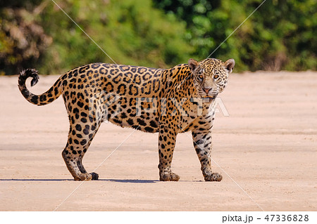 Jaguar, Panthera Onca, Female, Cuiaba River, Porto Jofre, Pantanal Matogrossense, Mato Grosso do Sul 47336828