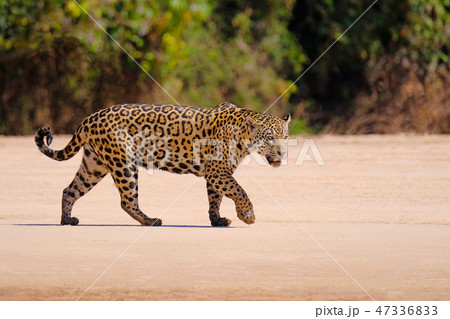 Jaguar, Panthera Onca, Female, Cuiaba River, Porto Jofre, Pantanal Matogrossense, Mato Grosso do Sul 47336833