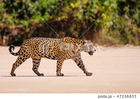 Jaguar, Panthera Onca, Female, Cuiaba River, Porto Jofre, Pantanal Matogrossense, Mato Grosso do Sul 47336835