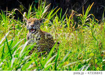 Jaguar, Panthera Onca, Cuiaba River, Porto Jofre, Pantanal Matogrossense, Mato Grosso do Sul, Brazil 47336843