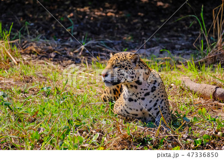 Jaguar, Panthera Onca, on a riverbank, Cuiaba River, Porto Jofre, Pantanal Matogrossense, Mato Jaguar, Panthera Onca, on a riverbank, Cuiaba River, Porto Jofre, Pantanal Matogrossense, Mato 47336850
