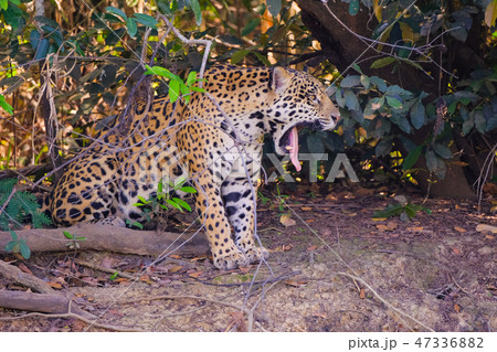Jaguar, Panthera Onca, on a riverbank, Cuiaba River, Porto Jofre, Pantanal Matogrossense, Mato 47336882