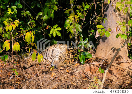 Jaguar, Panthera Onca, resting on a riverbank, Cuiaba River, Porto Jofre, Pantanal Matogrossense 47336889