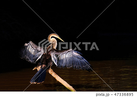 Anhinga, Anhinga Anhinga, also called Snakebird or Darter, Cuiaba River, Pantanal, Mato Grosso do Anhinga, Anhinga Anhinga, also called Snakebird or Darter, Cuiaba River, Pantanal, Mato Grosso do 47336895