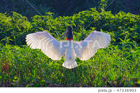 Jabiru Stork, Jabiru Mycteria, Cuiaba River, Porto Jofre, Pantanal Matogrossense, Mato Grosso do Sul Jabiru Stork, Jabiru Mycteria, Cuiaba River, Porto Jofre, Pantanal Matogrossense, Mato Grosso do Sul 47336903