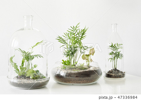 Few green plants in pots protected by a glass dome bottle on a white background. Few green plants in pots protected by a glass dome bottle on a white background. 47336984