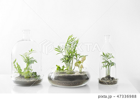 Few green plants in pots protected by a glass dome bottle on a white background. 47336988