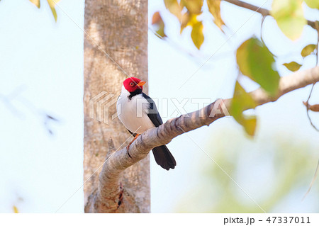 Yellow-billed Cardinal, Paroaria Capitata, black and white song bird with red head, Mato Grosso 47337011