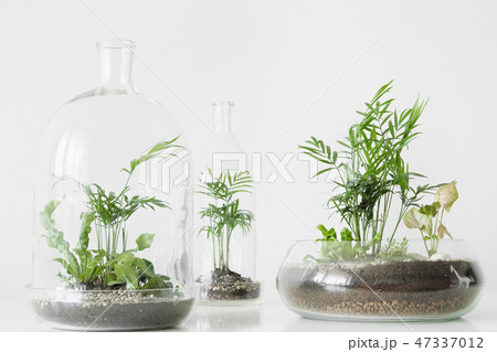 Few green plants in pots protected by a glass dome bottle on a white background. 47337012