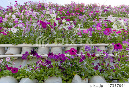 Lithuania flower on vertical garden. Lithuania flower on vertical garden. 47337044