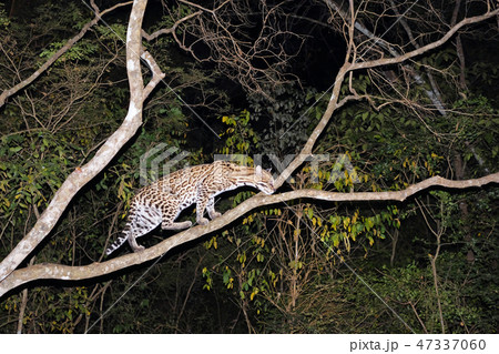 Ocelot, Leopardus Pardalis, at night, Fazenda San Francisco, Miranda, Mato Grosso do Sul, Brazil Ocelot, Leopardus Pardalis, at night, Fazenda San Francisco, Miranda, Mato Grosso do Sul, Brazil 47337060