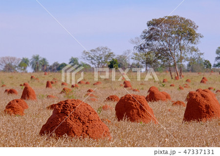 Beautiful termite mounds on dry grassy agricultural field, Bonito, Mato Grosso, Pantanal, Brazil Beautiful termite mounds on dry grassy agricultural field, Bonito, Mato Grosso, Pantanal, Brazil 47337131