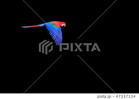 Flying Red And Green Macaw, Ara Chloropterus, Buraco Das Araras, near Bonito, Pantanal, Brazil 47337134