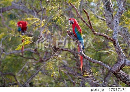 Red And Green Macaws, Ara Chloropterus, Buraco Das Araras, near Bonito, Pantanal, Brazil 47337174