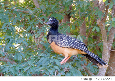 Female Bare-faced Curassow, Crax Fasciolata, is a species of bird in the family Cracidae, Mato Female Bare-faced Curassow, Crax Fasciolata, is a species of bird in the family Cracidae, Mato 47337221