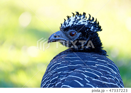 Female Bare-faced Curassow, Crax Fasciolata, is a species of bird in the family Cracidae, Mato Female Bare-faced Curassow, Crax Fasciolata, is a species of bird in the family Cracidae, Mato 47337223
