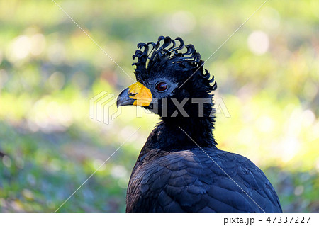 Male Bare-faced Curassow, Crax Fasciolata, is a species of bird in the family Cracidae, Mato Grosso Male Bare-faced Curassow, Crax Fasciolata, is a species of bird in the family Cracidae, Mato Grosso 47337227