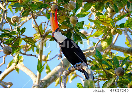 Toco Toucan, Ramphastos Toco, also known as Common Toucan, Giant Toucan, Iguazu or Iguacu, Brazil Toco Toucan, Ramphastos Toco, also known as Common Toucan, Giant Toucan, Iguazu or Iguacu, Brazil 47337249