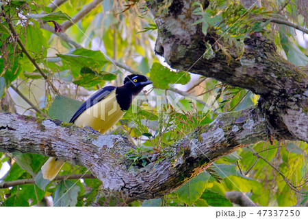 Plush-crested Jay, Cyanocorax chrysops, a yellow and black colored jay, Iguazu Falls, Brazil 47337250