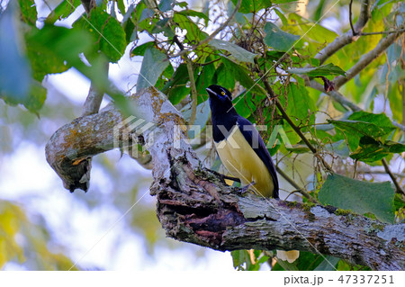 Plush-crested Jay, Cyanocorax chrysops, a yellow and black colored jay, Iguazu Falls, Brazil Plush-crested Jay, Cyanocorax chrysops, a yellow and black colored jay, Iguazu Falls, Brazil 47337251