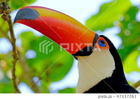 Toco Toucan, Ramphastos Toco, also known as Common Toucan, Giant Toucan, Iguazu or Iguacu, Brazil 47337261
