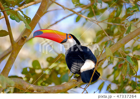 Toco Toucan, Ramphastos Toco, also known as Common Toucan, Giant Toucan, Iguazu or Iguacu, Brazil Toco Toucan, Ramphastos Toco, also known as Common Toucan, Giant Toucan, Iguazu or Iguacu, Brazil 47337264