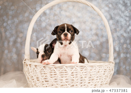 Two French Bulldog puppies are sitting in a basket 47337381