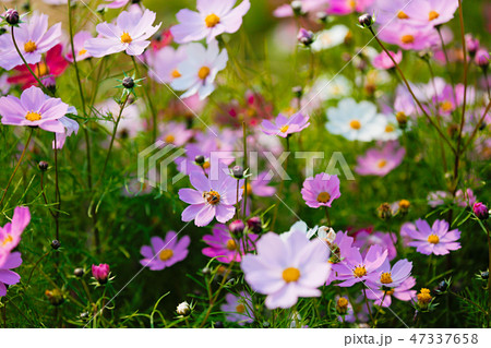 Autumn landscape, Cosmos flowers with various objects. 034 47337658