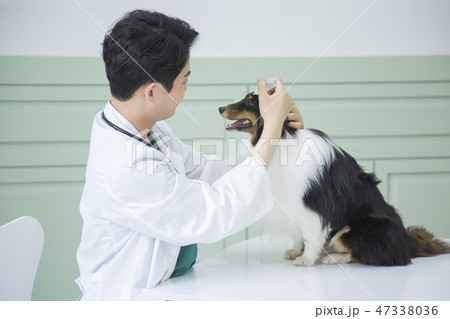 Pet and animal's health care concept veterinarian doctor with stethoscope checking up dog health at clinic. 011 Pet and animal's health care concept veterinarian doctor with stethoscope checking up dog health at clinic. 011 47338036