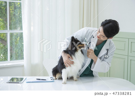 Pet and animal's health care concept veterinarian doctor with stethoscope checking up dog health at clinic. 057 Pet and animal's health care concept veterinarian doctor with stethoscope checking up dog health at clinic. 057 47338281
