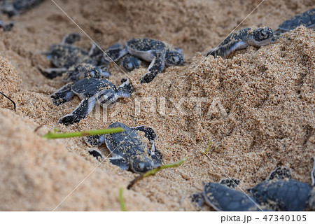 アオウミガメの赤ちゃん 孵化 誕生 幼体 アオウミガメの赤ちゃん 孵化 誕生 幼体 47340105