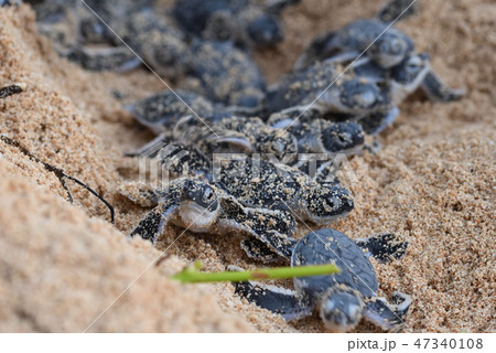 アオウミガメの赤ちゃん　孵化　誕生　幼体 47340108