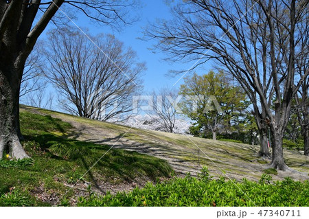 満開の桜と大池 47340711