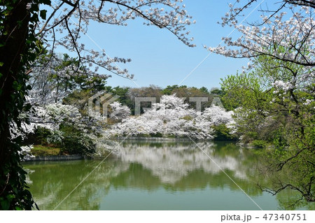 満開の桜と大池 47340751