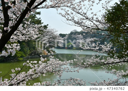 満開の桜と大池 47340762