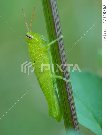 ハネナガイナゴの幼虫 47340862