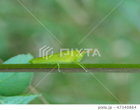 ハネナガイナゴの幼虫 47340864